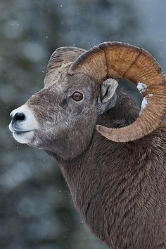 a ram with large horns standing in the snow