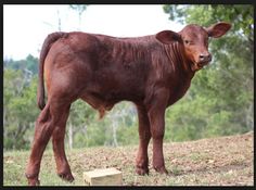 a brown cow standing on top of a grass covered field next to trees and bushes