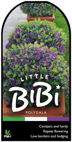 the little bibi logo is surrounded by purple and green plants in clay pots with white lettering