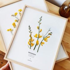 three framed pressed flowers are sitting on a table