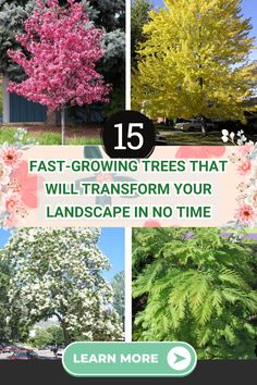 Fast-Growing Trees Privacy Trees That Grow In Shade, Trees That Grow In Shade, Shade Trees Fast Growing, Fast Growing Shade Trees Backyards, Best Privacy Trees That Grow Fast, Fast Growing Flowering Trees, Fast Growing Trees For Privacy, Privacy Trees Fast Growing, Fastest Growing Trees