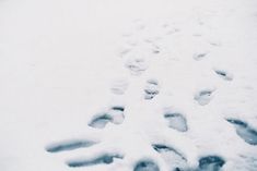 footprints in the snow with one paw on it's side and another foot print