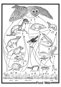 an animal life cycle is shown in this diagram