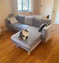 a cat sitting on top of a couch in a living room