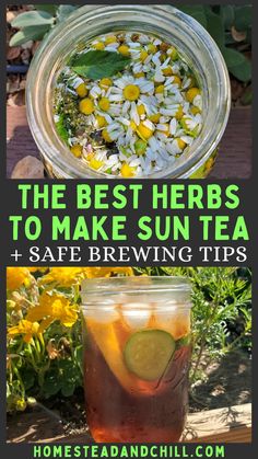 the best herbs to make sun tea and safe brewing tips