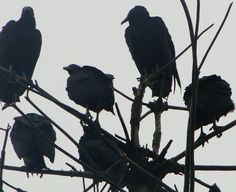 four black birds sitting on the branches of a tree in front of an overcast sky