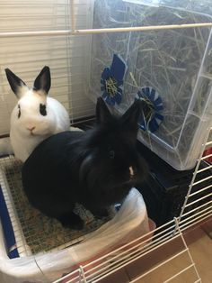 two black and white rabbits in a cage