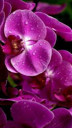 purple flowers with water droplets on them