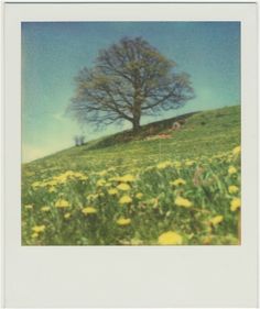 an old photo of a tree on a hill with dandelions in the foreground