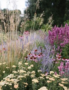 various types of flowers and grasses in a garden