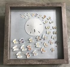 a shadow box with shells and sand dollars in it