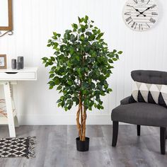 a potted tree in a living room next to a chair and clock on the wall