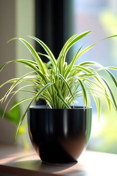 a plant in a black pot sitting on a window sill