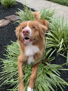 a brown and white dog laying on top of a plant filled with green leaves next to a sidewalk