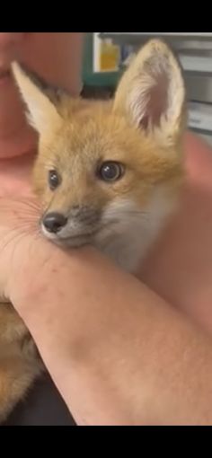 a person holding a baby fox in their arms