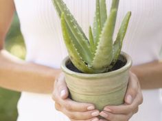 a person holding a potted plant in their hands