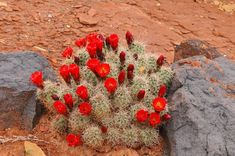 a small cactus with red flowers growing out of it's center surrounded by rocks