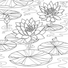 a coloring page with water lilies and lily pads