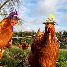 two chickens wearing hats in the grass