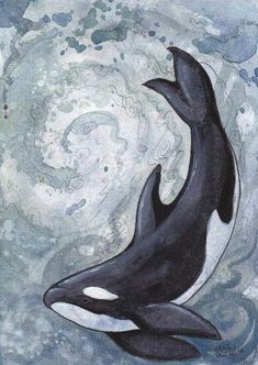 an orca whale is swimming in the ocean