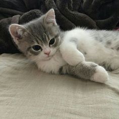 a small kitten laying on top of a bed