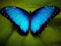 a blue butterfly sitting on top of a green leaf