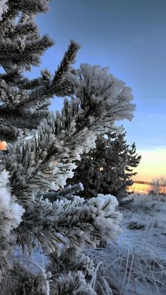 snow covered pine trees with the sun setting in the back ground behind them and blue sky above