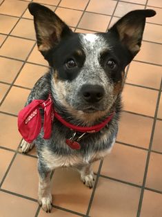 a small dog sitting on top of a tile floor next to a red tag in its mouth