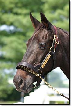 a brown horse wearing a bridle with trees in the background