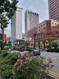 cars are driving down the street in front of some tall buildings and bushes with pink flowers