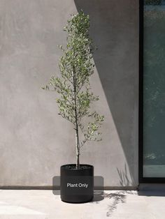 a plant in a black pot sitting on the ground next to a wall and door