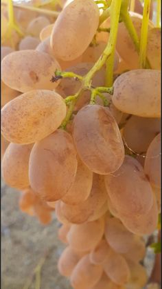 some white grapes are hanging from a tree