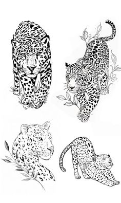 four leopards are shown in black and white, one is on the left side