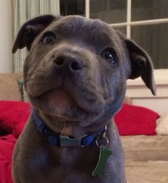 a close up of a dog on a couch