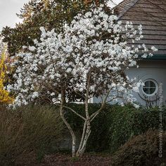 a tree with white flowers in front of a house and shrubbery on the side