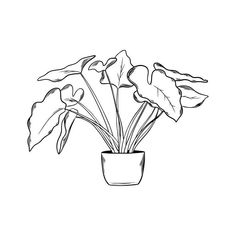 a black and white drawing of a potted plant