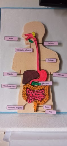 a diagram of the human body with labels on it and labeled in spanish, including the stomach