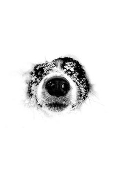 a black and white photo of a dog's nose with snow all over it