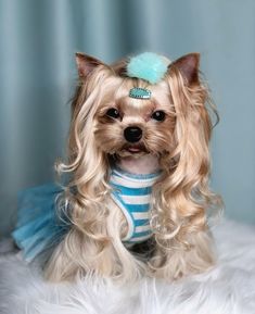 a small dog with long blonde hair wearing a blue and white striped shirt on top of a bed