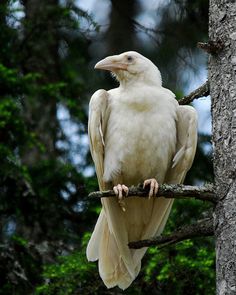 a white bird sitting on top of a tree branch