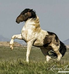 a brown and white horse standing on its hind legs