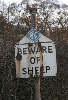 an old stop sign with the words beware of sheep on it in front of some bushes