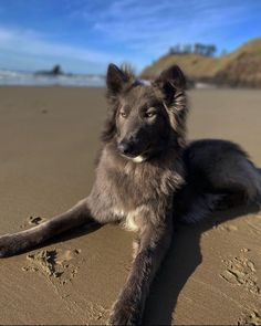 a dog is laying on the beach with his paw in the sand and looking at the camera