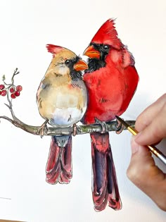 two red birds sitting on top of a tree branch with berries in their beaks