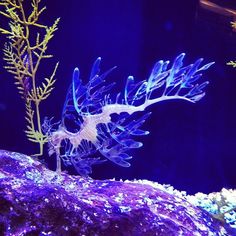 an aquarium filled with lots of different types of sea animals and plants in blue water