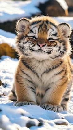 a small tiger cub sitting in the snow