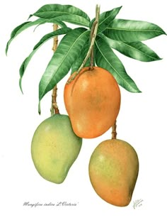 two mangoes hanging from a tree with green leaves on the top and bottom branches