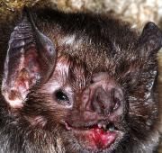 a close up of a bat on a rock