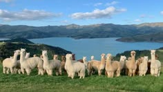 a herd of alpacas standing on top of a lush green field next to a lake