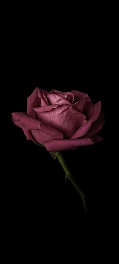 a single pink rose on a black background